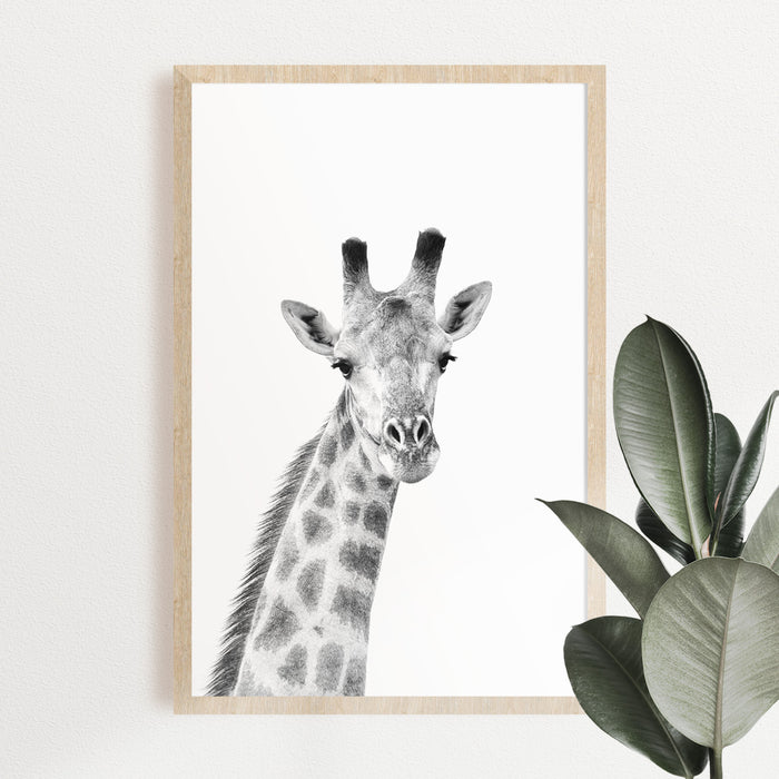 Black & White Giraffe Hahnemühle Print