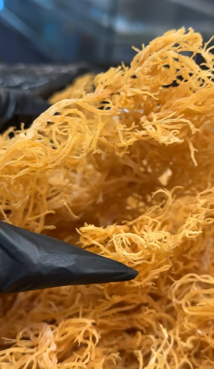 Irish Sea Moss Gel