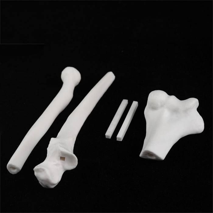 high temperature resin 3D printed white bone anatomy models femur scapula on black